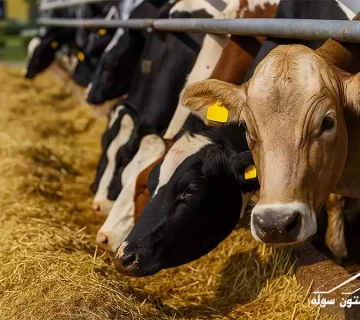 نمای داخلی سوله گاوداری با سقف چوبی و ردیف‌هایی از گاوهای شیری در حال خوردن علوفه